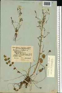 Cardamine pratensis subsp. dentata (Schult.) Celak., Восточная Европа, Московская область и Москва (E4a) (Россия)