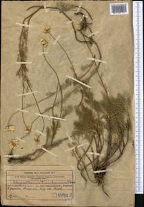 Псевдоглоссантис аулиеатинский (B. Fedtsch.) R.V. Kamelin, Средняя Азия и Казахстан, Западный Тянь-Шань и Каратау (M3) (Узбекистан)