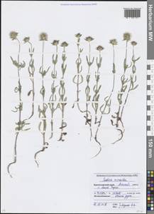 Ломелозия мелкоцветковая (Desf.) Greuter & Burdet, Кавказ, Краснодарский край и Адыгея (K1a) (Россия)