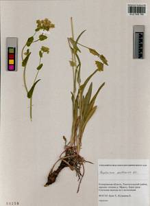 Володушка многожилковая DC., Сибирь, Алтай и Саяны (S2) (Россия)