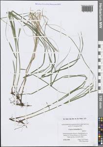 Осока трясунковидная L., Восточная Европа, Северо-Западный район (E2) (Россия)