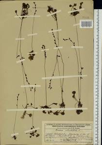 Росянка круглолистная L., Восточная Европа, Волжско-Камский район (E7) (Россия)