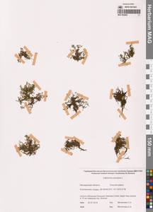 Болотник обыкновенный L., Сибирь, Чукотка и Камчатка (S7) (Россия)