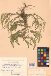 Клоповник густоцветковый Schrad., Восточная Европа, Средневолжский район (E8) (Россия)