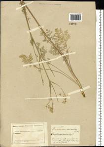 Китагавия байкальская (Redowsky ex Willd.) Pimenov, Сибирь, Алтай и Саяны (S2) (Россия)