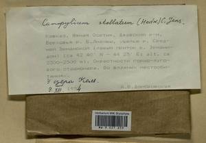 Campylium stellatum (Hedw.) Lange & C.E.O. Jensen, Гербарий мохообразных, Мхи - Закавказье (B13) (Южная Осетия)