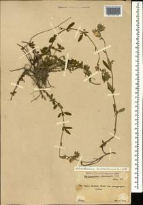 Солнцецвет монетолистный (L.) Mill., Кавказ, Южная Осетия (K4b) (Южная Осетия)