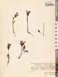 Мытник головчатый Adams, Сибирь, Чукотка и Камчатка (S7) (Россия)