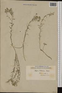 Odontarrhena tortuosa (Waldst. & Kit. ex Willd.) C.A.Mey., Западная Европа (EUR) (Сербия)