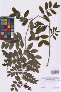 Чина черная (L.) Bernh., Восточная Европа, Московская область и Москва (E4a) (Россия)