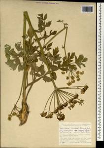 Heracleum pastinacifolium subsp. incanum (Boiss. & A. Huet) Davis, Зарубежная Азия (ASIA) (Турция)