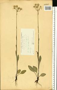 Пепельник цельнолистный (L.) Holub, Восточная Европа, Центральный лесостепной район (E6) (Россия)