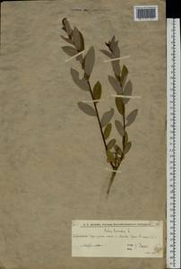 Ива трехтычинковая L., Восточная Европа, Нижневолжский район (E9) (Россия)