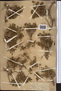 Парнолистник перистый Cham. & Schltdl., Средняя Азия и Казахстан, Северный и Центральный Тянь-Шань (M4) (Казахстан)