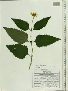 Heliopsis helianthoides var. scabra (Dunal) Fernald, Восточная Европа, Центральный лесостепной район (E6) (Россия)