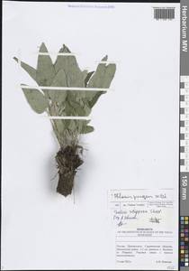 Зопник колючий (Willd.) Maire ex De Filipps, Восточная Европа, Нижневолжский район (E9) (Россия)