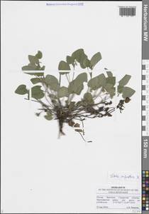 Фиалка скальная F.W.Schmidt, Восточная Европа, Средневолжский район (E8) (Россия)