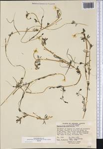 Ranunculus subrigidus W. B. Drew, Америка (AMER) (Канада)