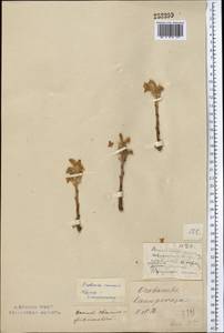 Фелипанхе ветвистая (L.) Pomel, Средняя Азия и Казахстан, Северный и Центральный Казахстан (M10) (Казахстан)