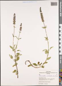 Схизонепета многонадрезная, Рассеченнокотовник многонадрезный (L.) Briq., Сибирь, Алтай и Саяны (S2) (Россия)