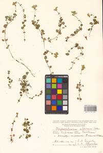 Chrysosplenium alpinum (Schur) Schur, Восточная Европа, Западно-Украинский район (E13) (Украина)