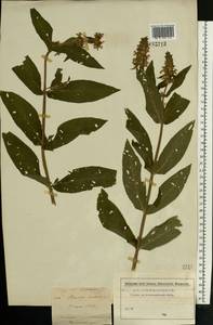 Чистец болотный L., Восточная Европа, Московская область и Москва (E4a) (Россия)