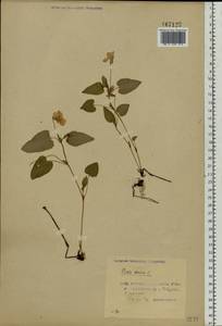 Фиалка собачья L., Восточная Европа, Белоруссия (E3a) (Белоруссия)