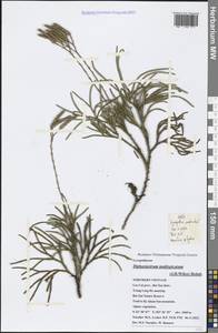 Diphasiastrum multispicatum (J. H. Wilce) Holub, Зарубежная Азия (ASIA) (Вьетнам)