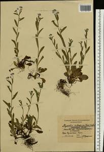 Незабудка лесная Ehrh. ex Hoffm., Восточная Европа, Московская область и Москва (E4a) (Россия)