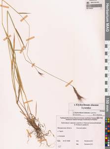 × Elyhordeum, Сибирь, Чукотка и Камчатка (S7) (Россия)