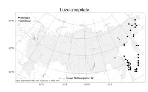 Luzula capitata, Ожика головчатая (Miq. ex Franch. & Sav.) Kom., Атлас флоры России (FLORUS) (Россия)
