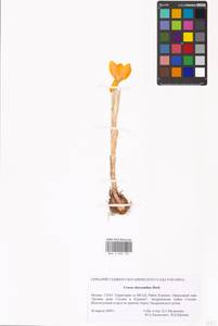 Crocus chrysanthus (Herb.) Herb., Восточная Европа, Московская область и Москва (E4a) (Россия)