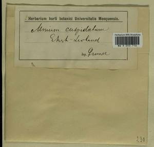 Plagiomnium cuspidatum (Hedw.) T.J. Kop., Гербарий мохообразных, Мхи - Прибалтика (B1) (Неизвестно)