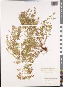 Thymus × dimorphus Klokov & Des.-Shost., Восточная Европа, Ростовская область (E12a) (Россия)