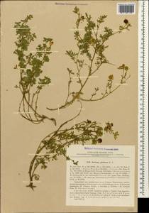 Medicago sativa subsp. glomerata (Balb.) Rouy, Кавказ, Грузия (K4) (Грузия)