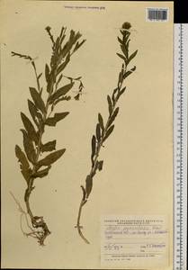 Неслия метельчатая (L.) Desv., Восточная Европа, Восточный район (E10) (Россия)