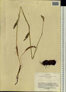 Спорыш, Сибирь, Алтай и Саяны (S2) (Россия)