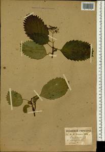 Hydrangea alternifolia Siebold, Зарубежная Азия (ASIA) (Япония)