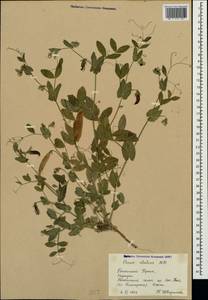 Lathyrus oleraceus Lam., Крым (KRYM) (Россия)