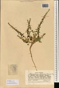 Blitum virgatum subsp. virgatum, Зарубежная Азия (ASIA) (Афганистан)