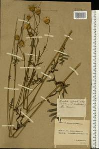 Klasea radiata subsp. radiata, Восточная Европа, Ростовская область (E12a) (Россия)