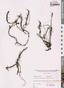 Хвостник обыкновенный, Водяная сосенка L., Сибирь, Чукотка и Камчатка (S7) (Россия)