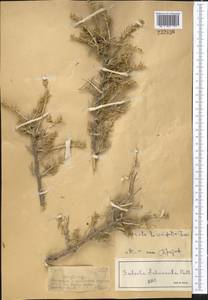 Collinosalsola laricifolia (Turcz. ex Litv.), Средняя Азия и Казахстан, Джунгарский Алатау и Тарбагатай (M5) (Казахстан)