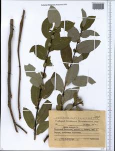 Ива копьевидная L., Сибирь, Западный (Казахстанский) Алтай (S2a) (Казахстан)