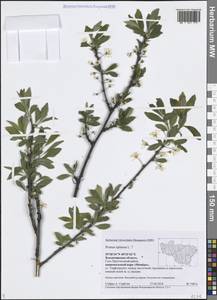 Слива колючая, Терн L., Восточная Европа, Центральный район (E4) (Россия)