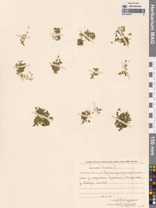 Ряска трехдольная L., Сибирь, Дальний Восток (S6) (Россия)