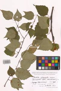 Betula pendula subsp. mandshurica (Regel) Ashburner & McAll., Сибирь, Дальний Восток (S6) (Россия)