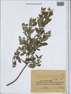 Ива Бебба, Ива Бэбба Sarg., Сибирь, Западный (Казахстанский) Алтай (S2a) (Казахстан)