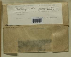 Calliergonella cuspidata (Hedw.) Loeske, Гербарий мохообразных, Мхи - Прибалтика (B1) (Литва)