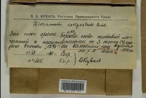 Dicranum flexicaule Brid., Гербарий мохообразных, Мхи - Западная Сибирь (включая Алтай) (B15) (Россия)